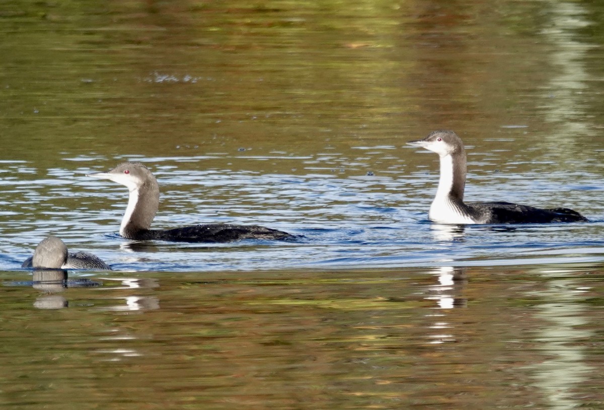 İnce Gagalı Dalgıç - ML647154949