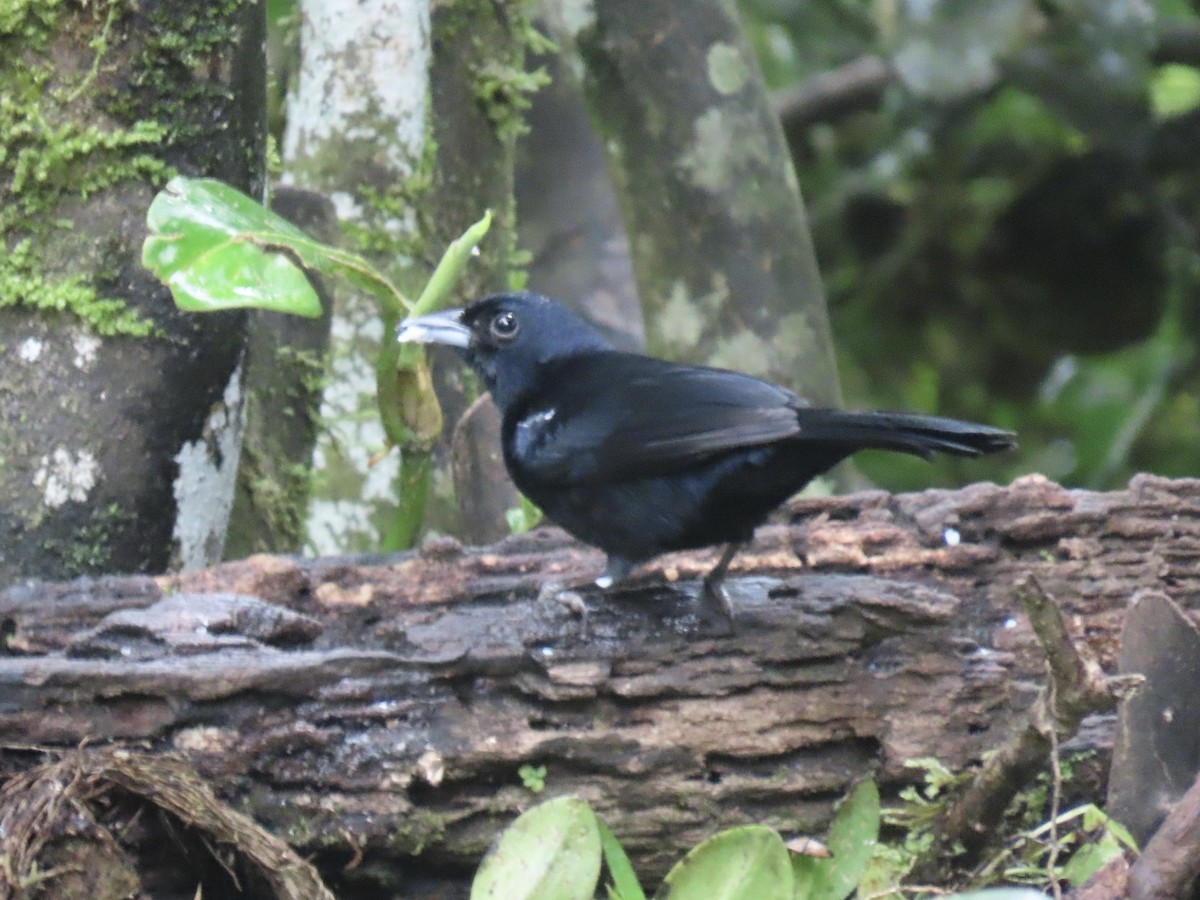 Beyaz Çizgili Tangara - ML647154950