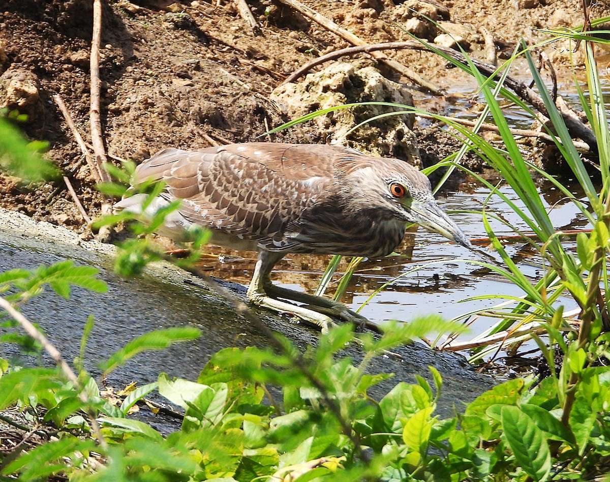 Sarı Tepeli Gece Balıkçılı - ML647154951