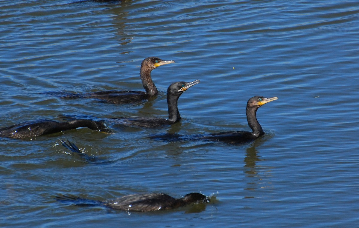 Neotropikal Karabatak - ML647154954