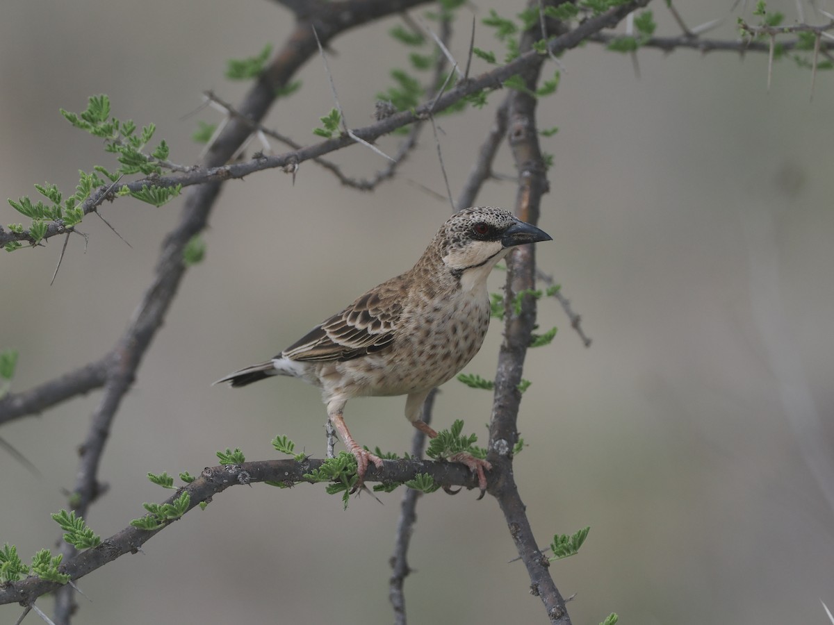 Donaldson Dokumacısı - ML647154955