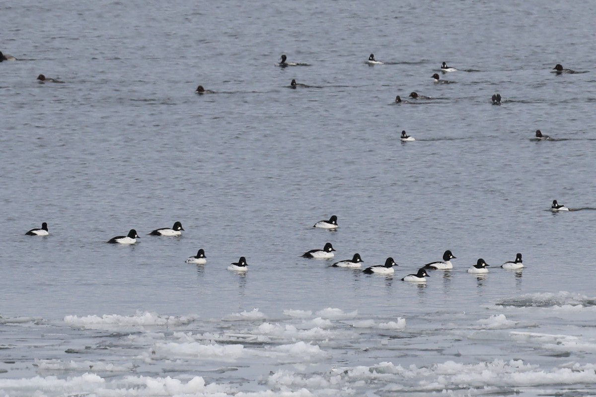 Altıngöz - ML647154957