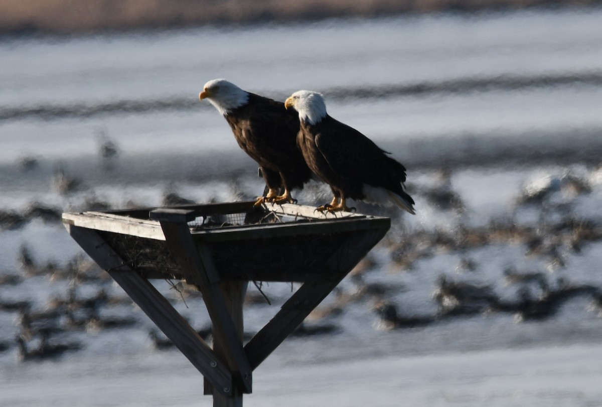 Ak Başlı Kartal - ML647154959