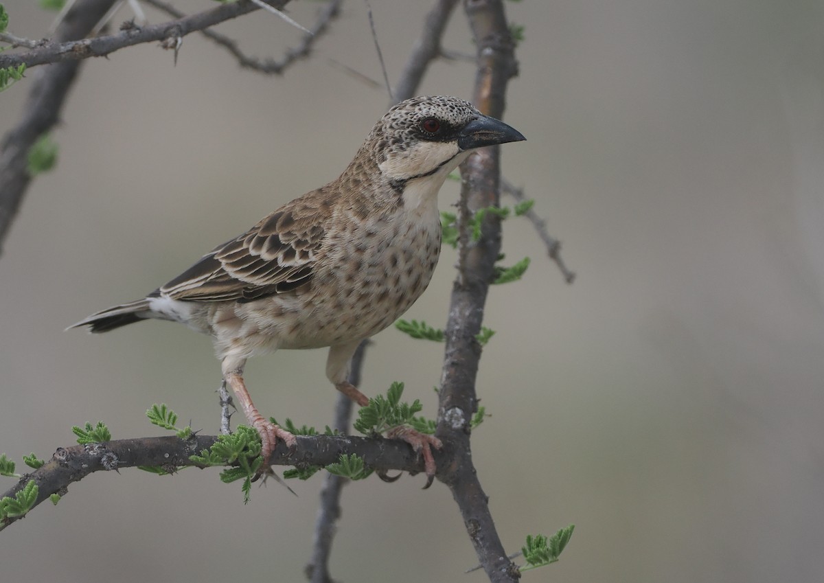 Donaldson Dokumacısı - ML647154960