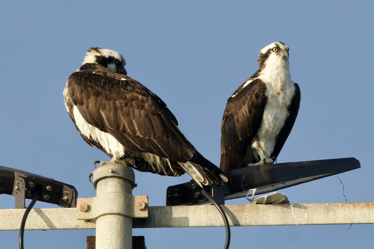 Balık Kartalı - ML647154961