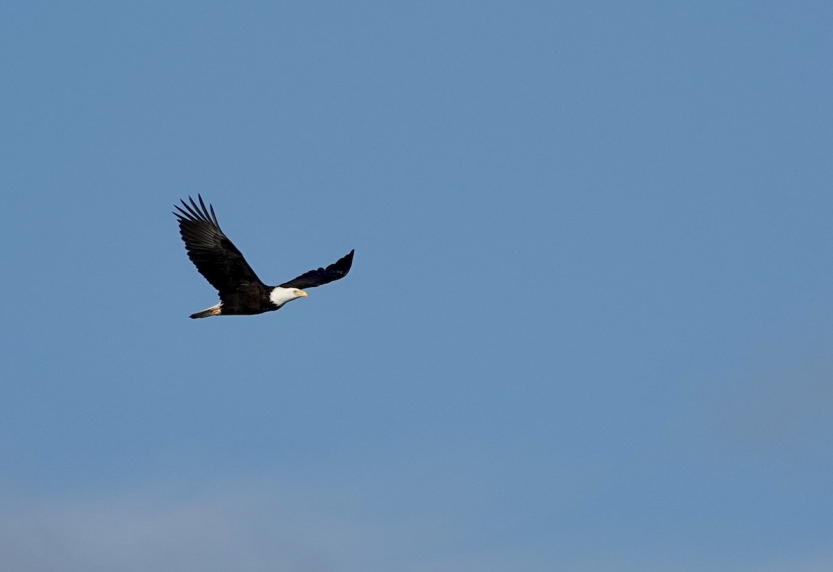 Ak Başlı Kartal - ML647154962