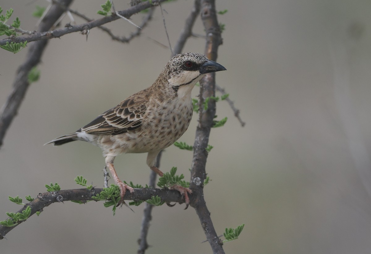 Donaldson Dokumacısı - ML647154966