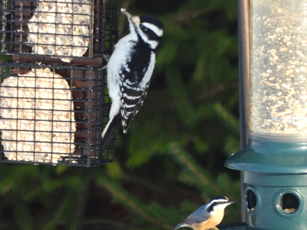 Kanada Sıvacısı - ML647154968