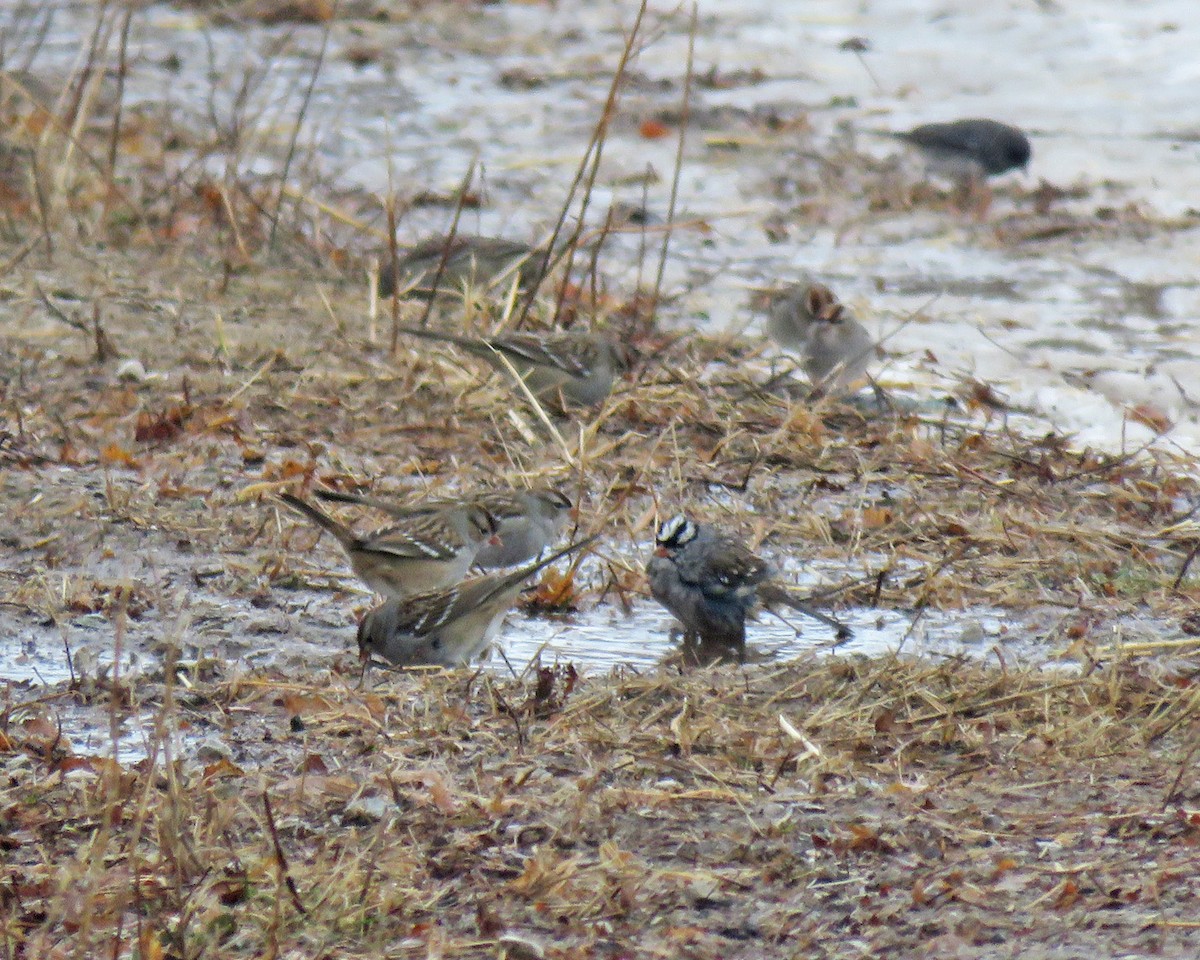 Porsuk Serçesi - ML647154970