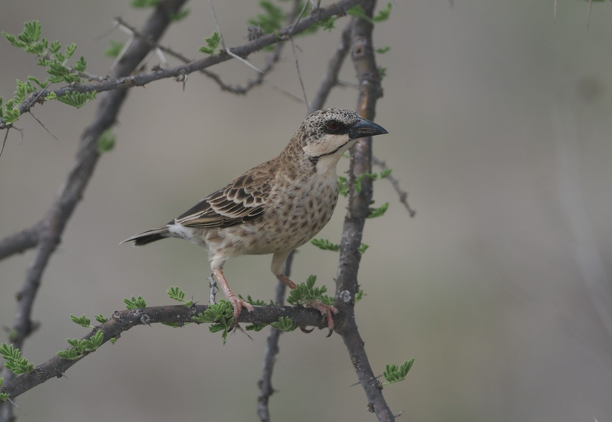 Donaldson Dokumacısı - ML647154971