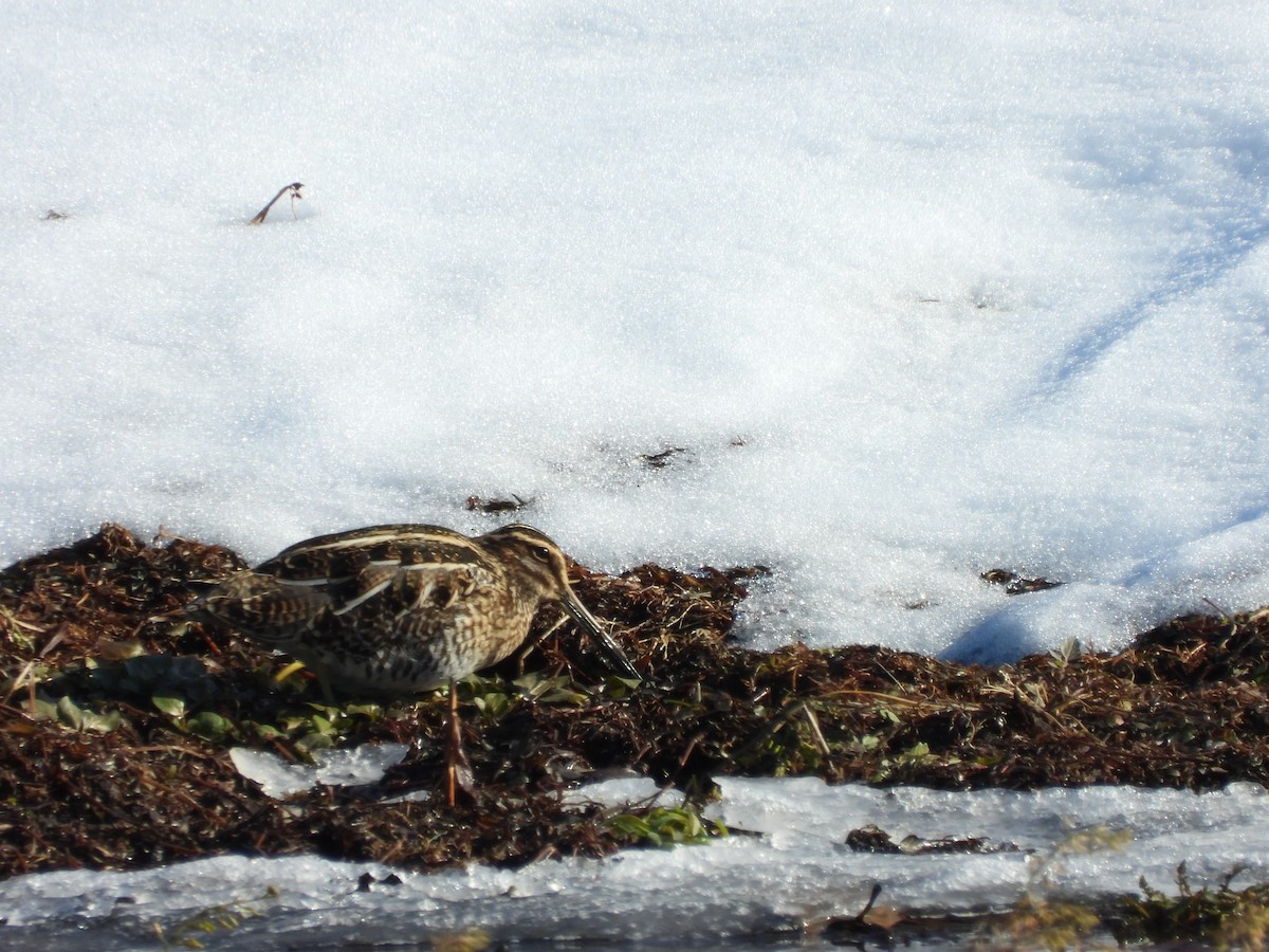 Wilson's Snipe - ML647154973