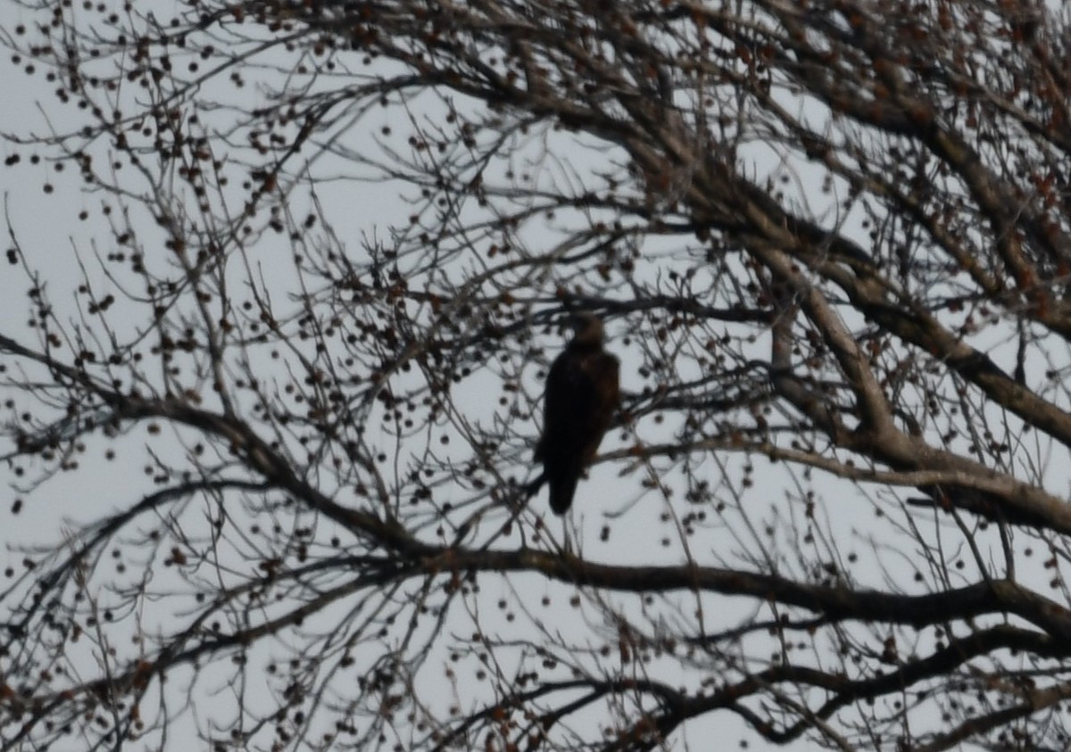 ハクトウワシ - ML647154975