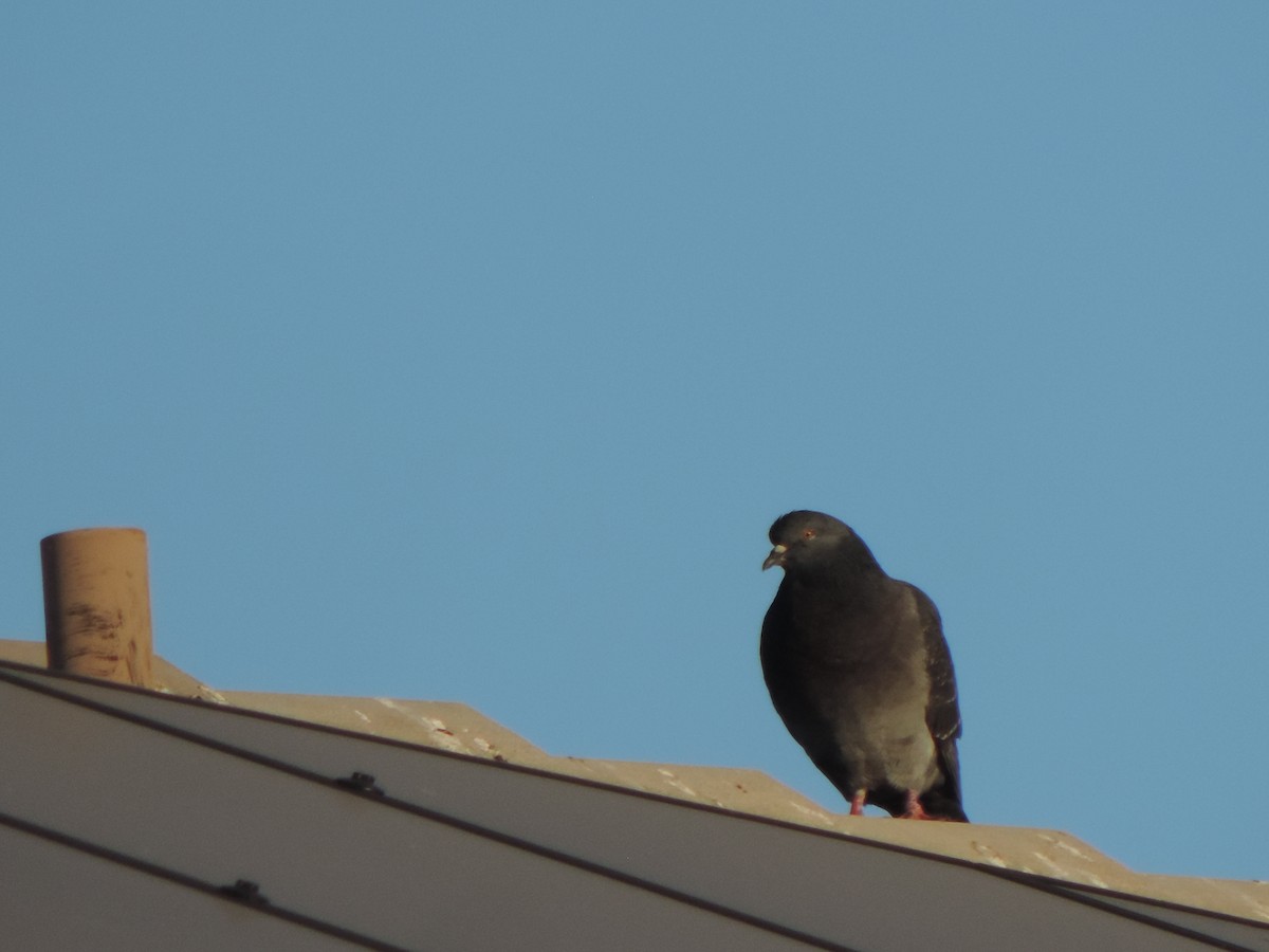 Rock Pigeon (Feral Pigeon) - ML647154982