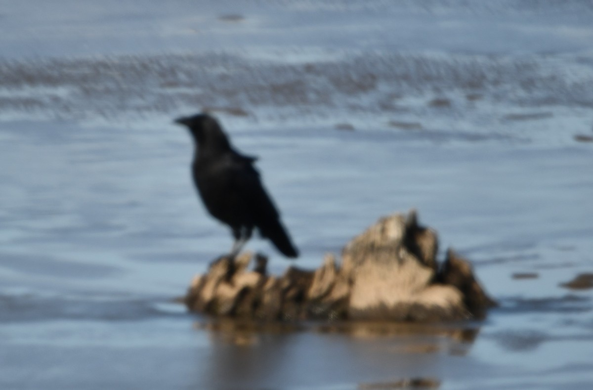 アメリカガラス - ML647154986