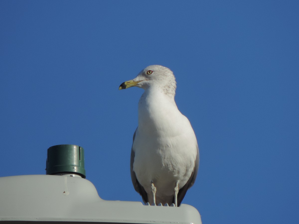 Ring-billed Gull - ML647154992