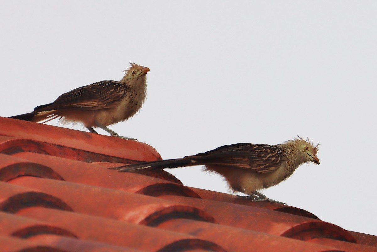 Guira Cuckoo - ML647154997