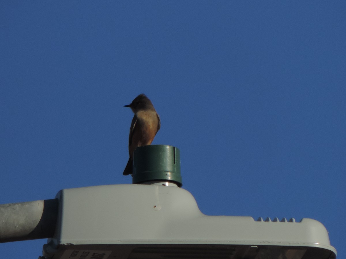 Say's Phoebe - ML647154998