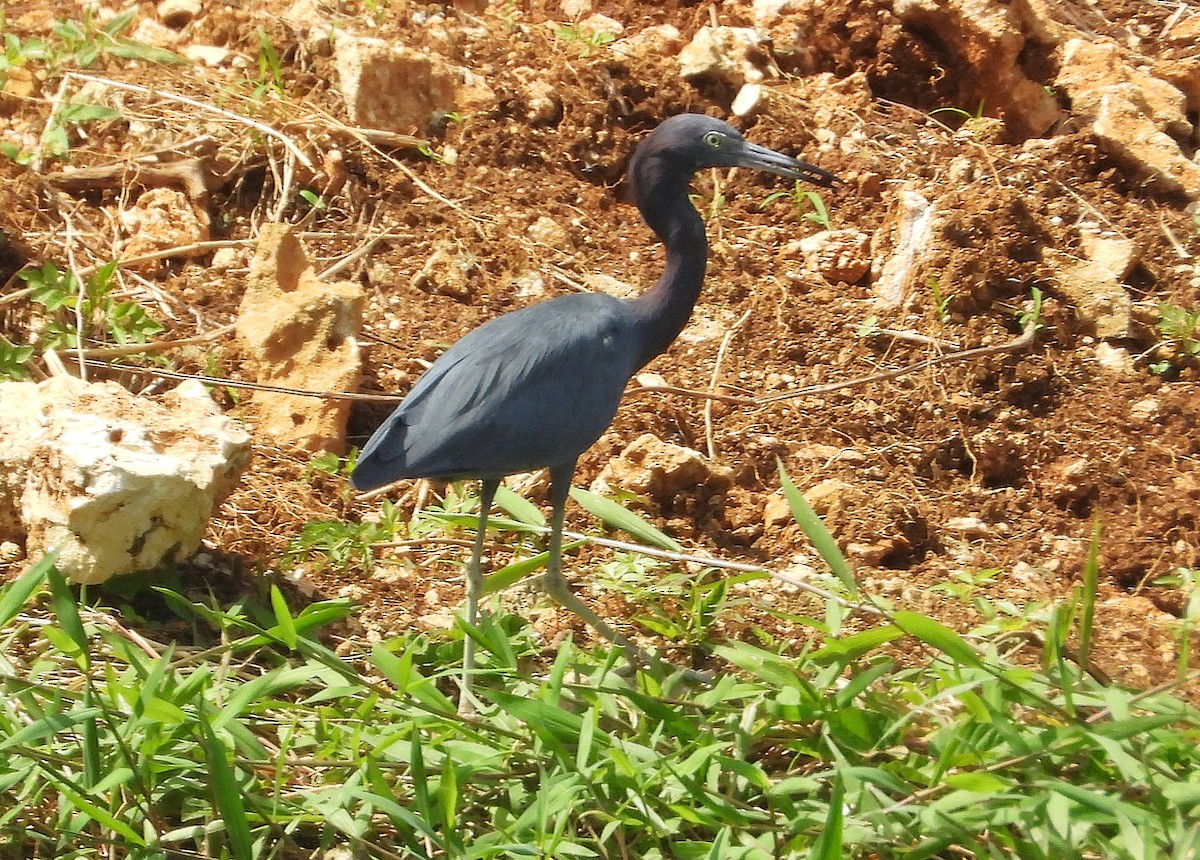 Little Blue Heron - ML647154999