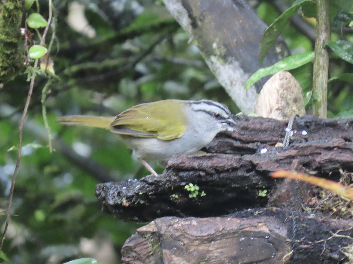 Black-striped Sparrow - ML647155009