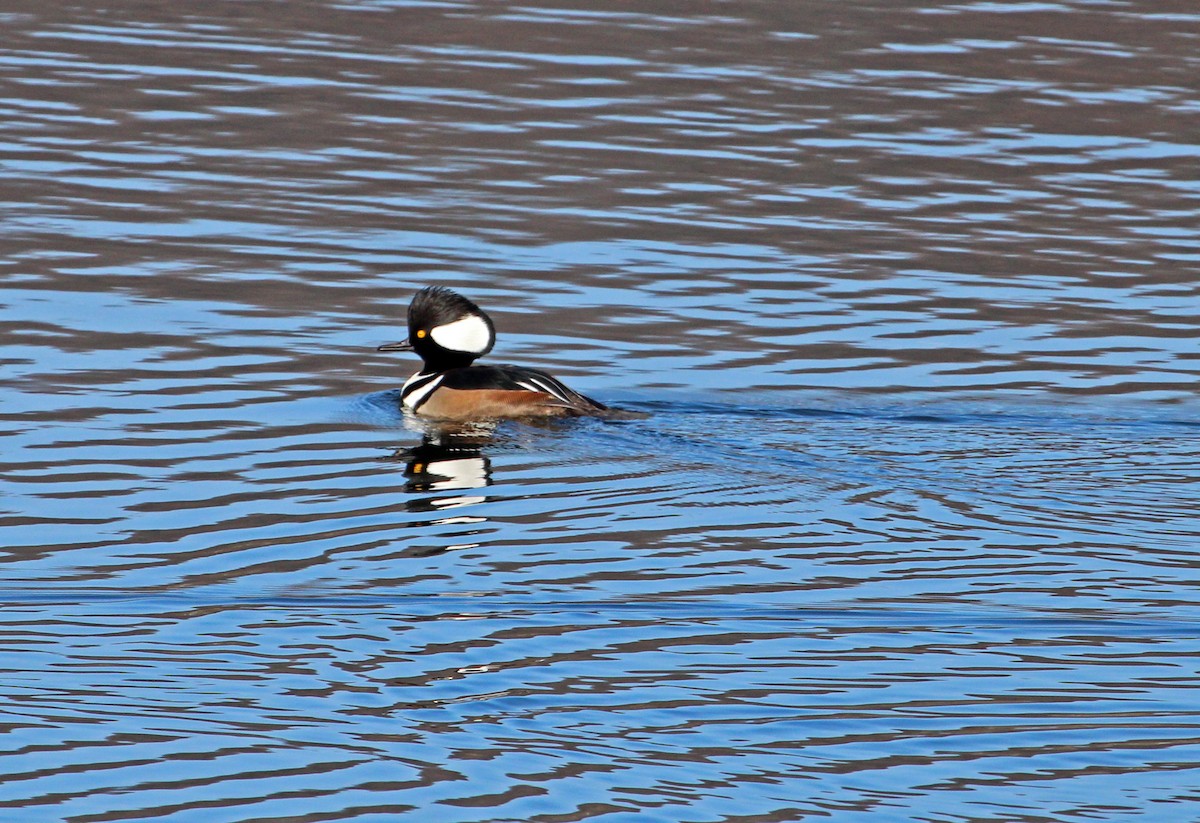 Hooded Merganser - ML647155016