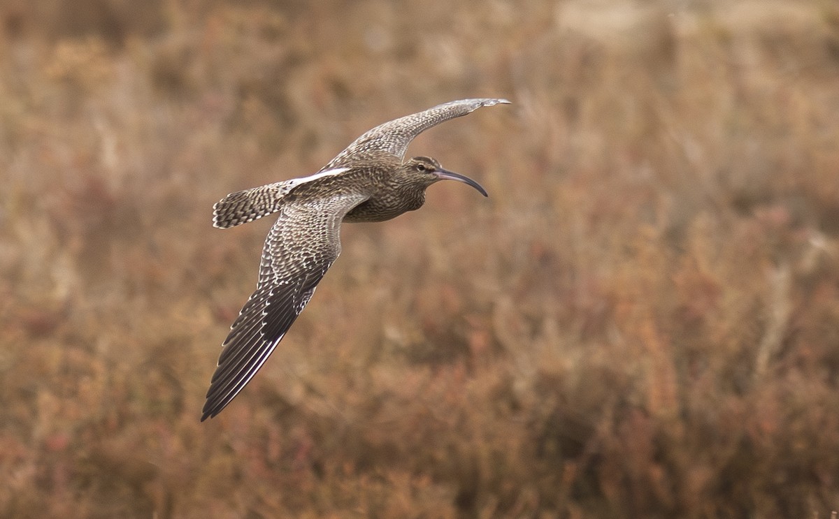 Eurasian Whimbrel - ML647155017