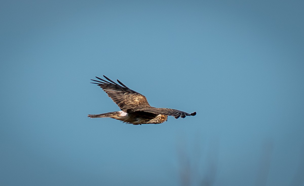 Northern Harrier - ML647155018