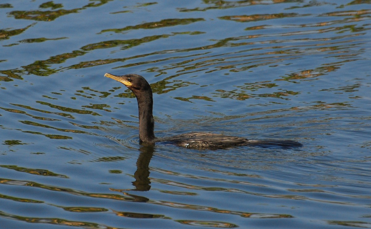 Neotropic Cormorant - ML647155021