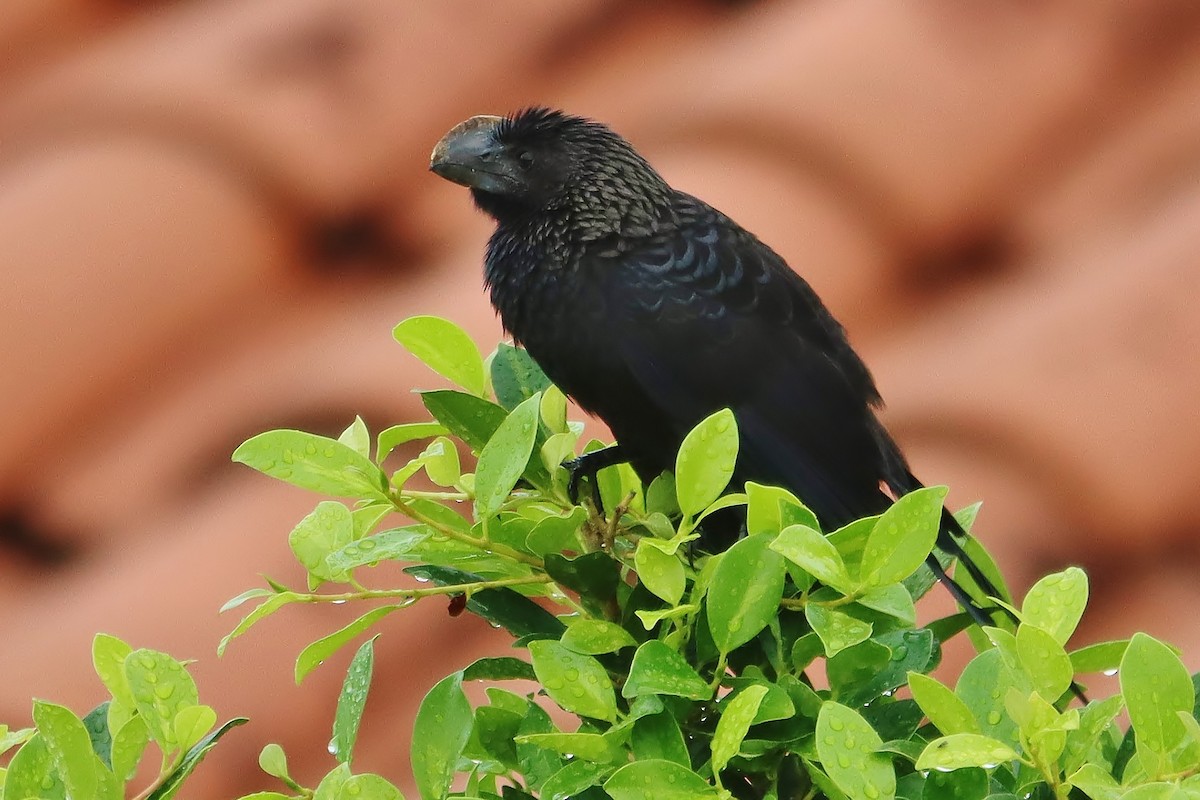 Smooth-billed Ani - ML647155022