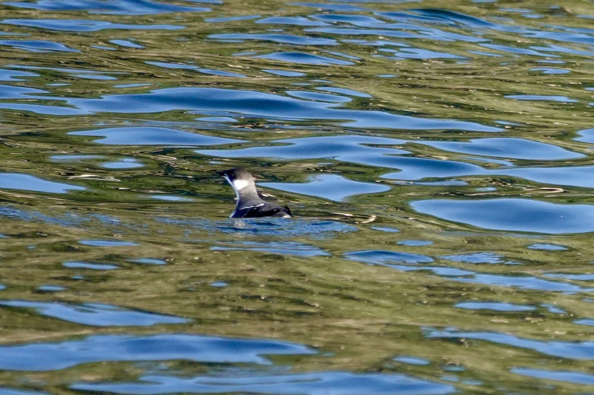 Marbled Murrelet - ML647155023