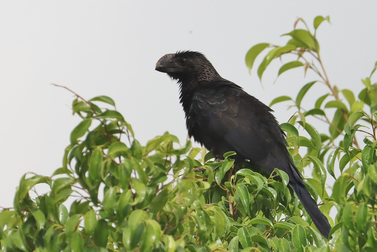 Smooth-billed Ani - ML647155025