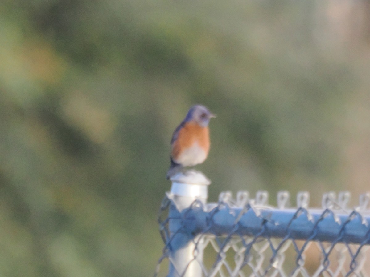 Western Bluebird - ML647155026