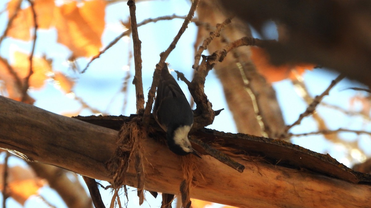 White-breasted Nuthatch - ML647155028