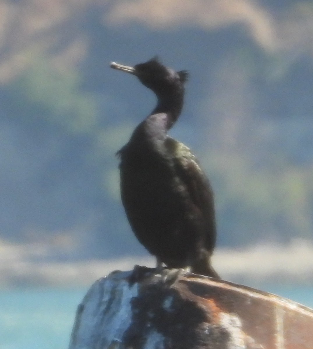 Pelagic Cormorant - ML647155029