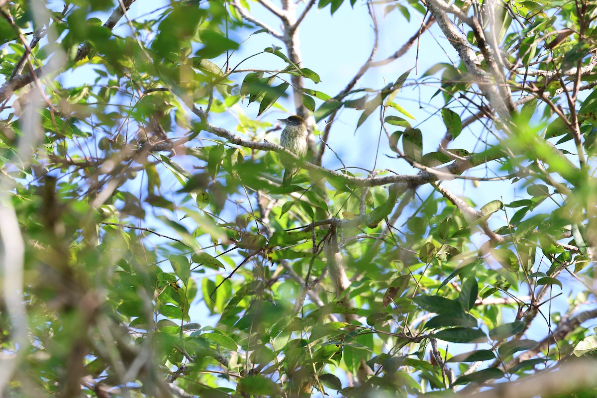 Antillean Piculet - ML647155030