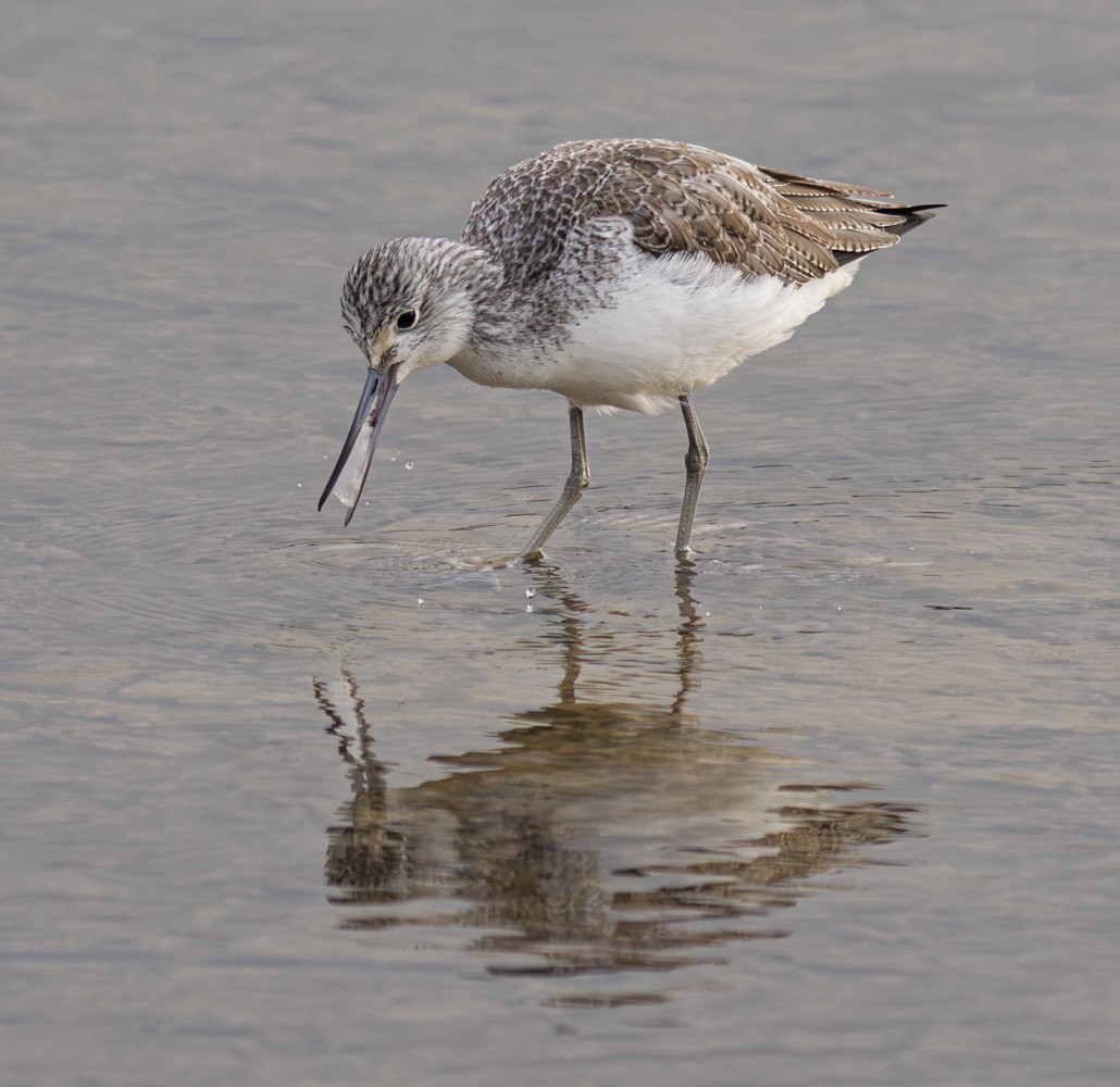 Common Greenshank - ML647155032