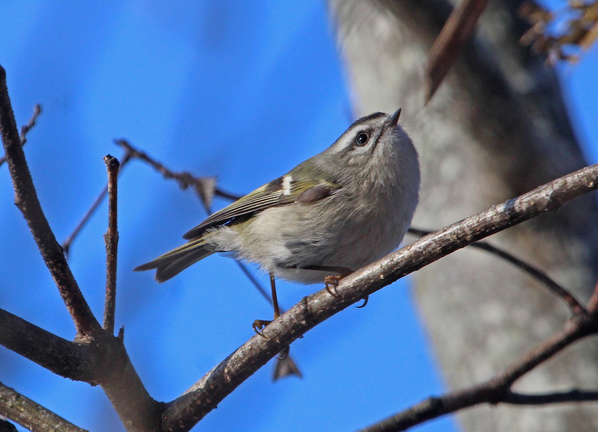 Golden-crowned Kinglet - ML647155033