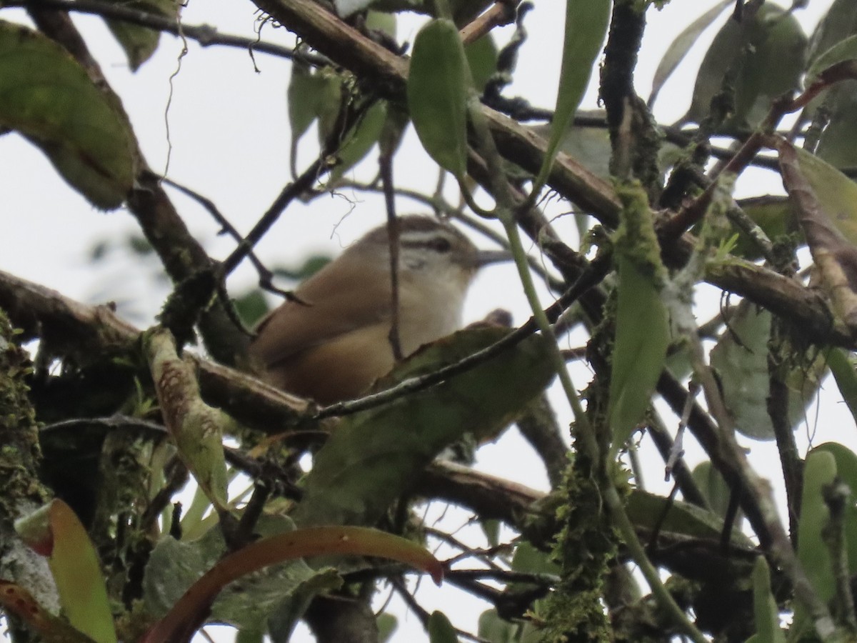 Isthmian Wren - ML647155034