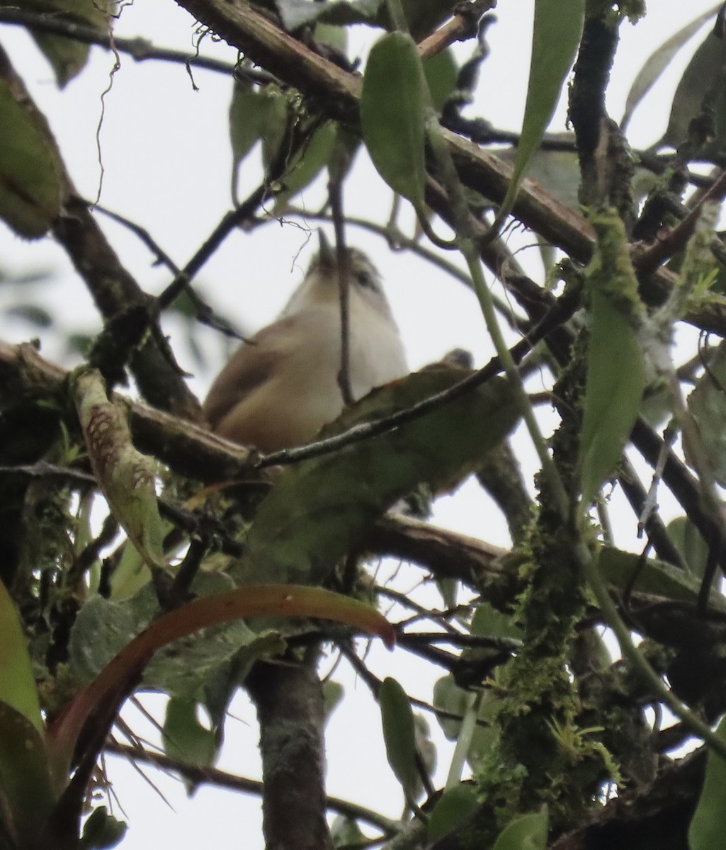 Isthmian Wren - ML647155035