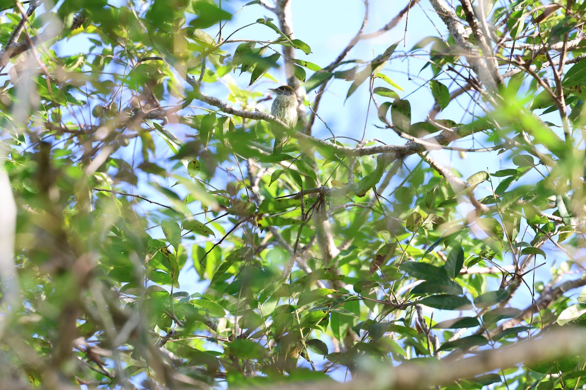 Antillean Piculet - ML647155037