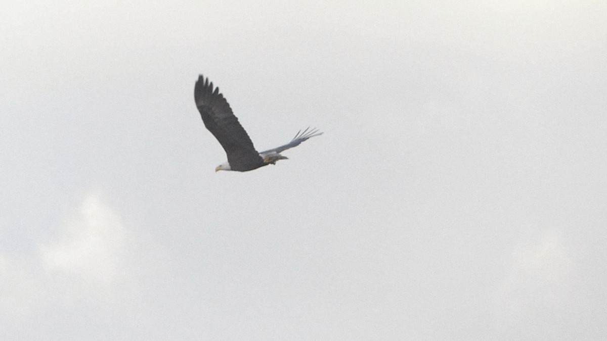 Bald Eagle - ML647155038