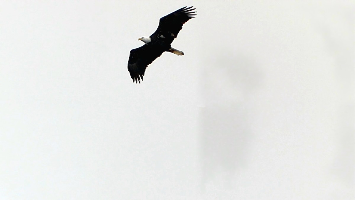 Bald Eagle - ML647155040
