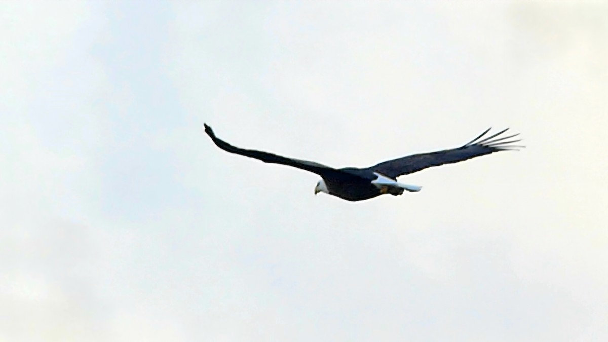 Bald Eagle - ML647155041