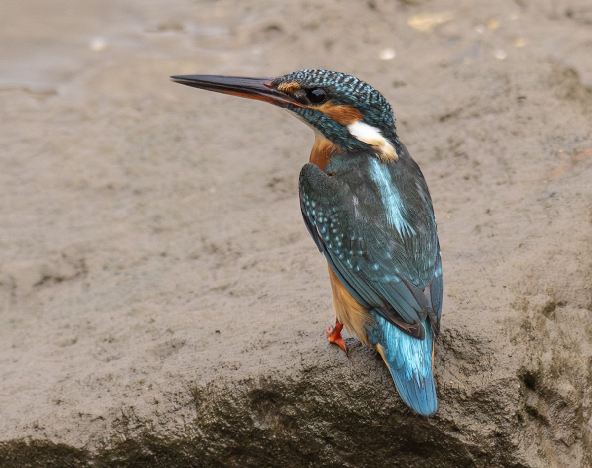 Common Kingfisher - ML647155043