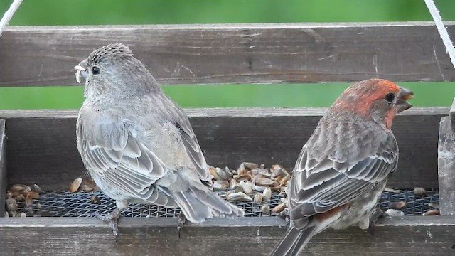 House Finch - ML647155044