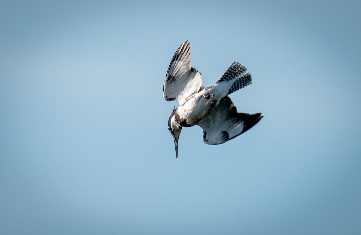 Belted Kingfisher - ML647155045