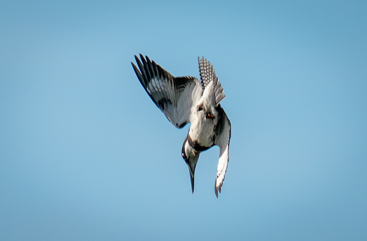 Belted Kingfisher - ML647155046
