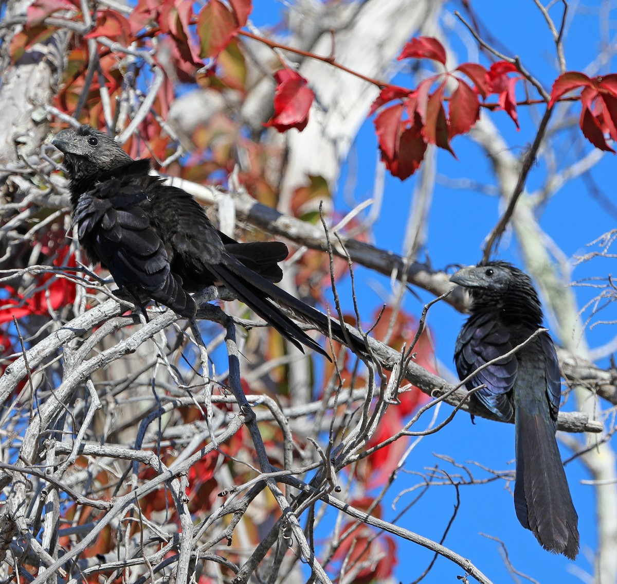 Smooth-billed Ani - ML647155056