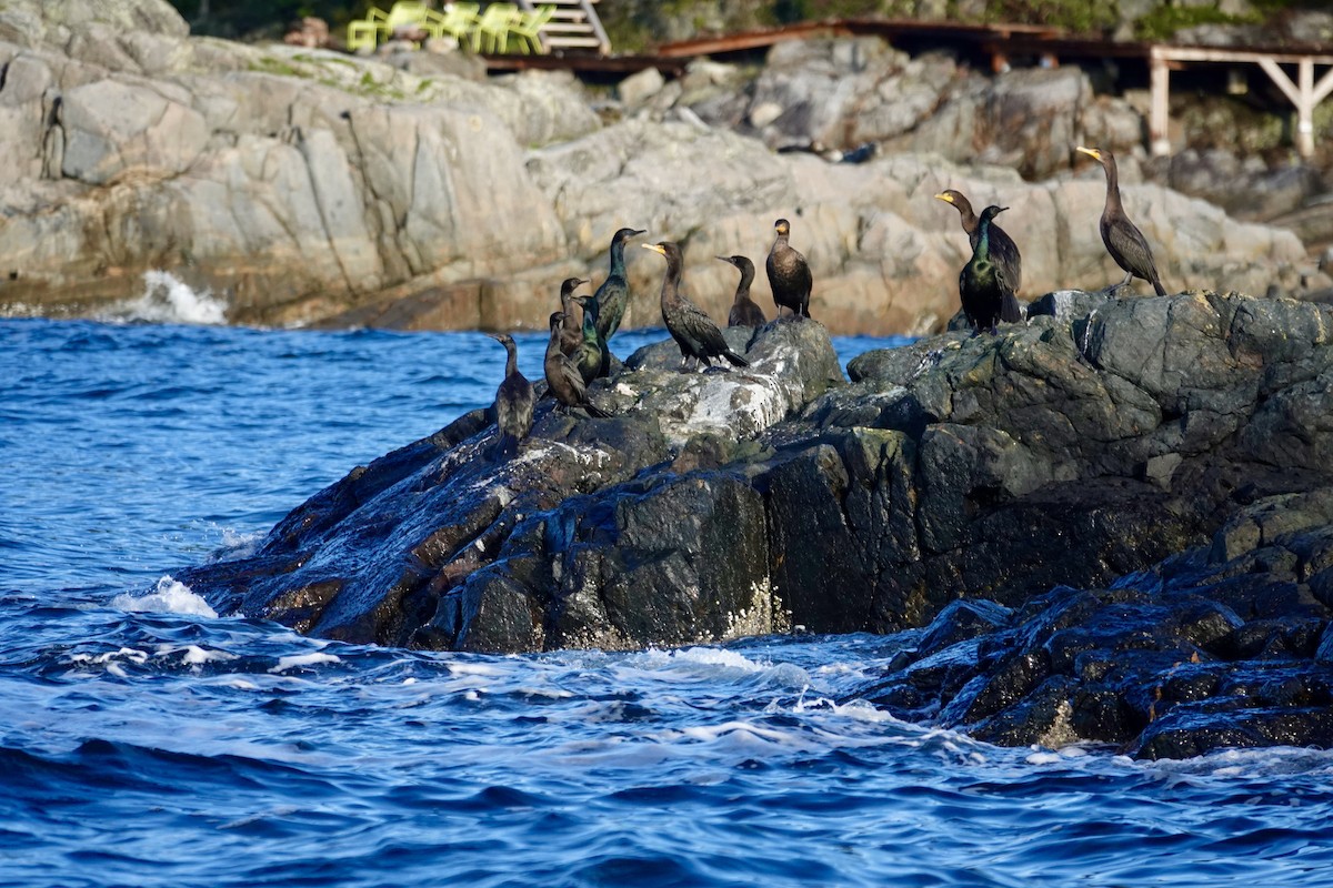 Double-crested Cormorant - ML647155058
