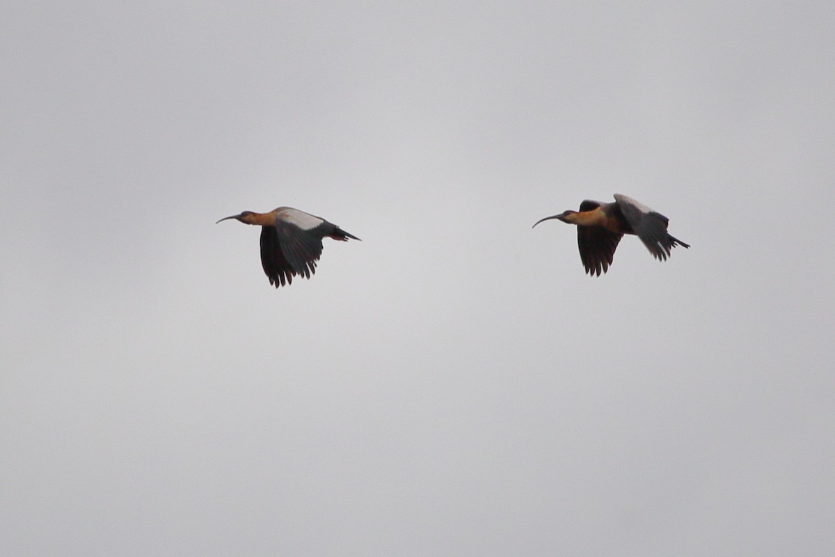 İbikli Sarıca Aynak - ML647155060