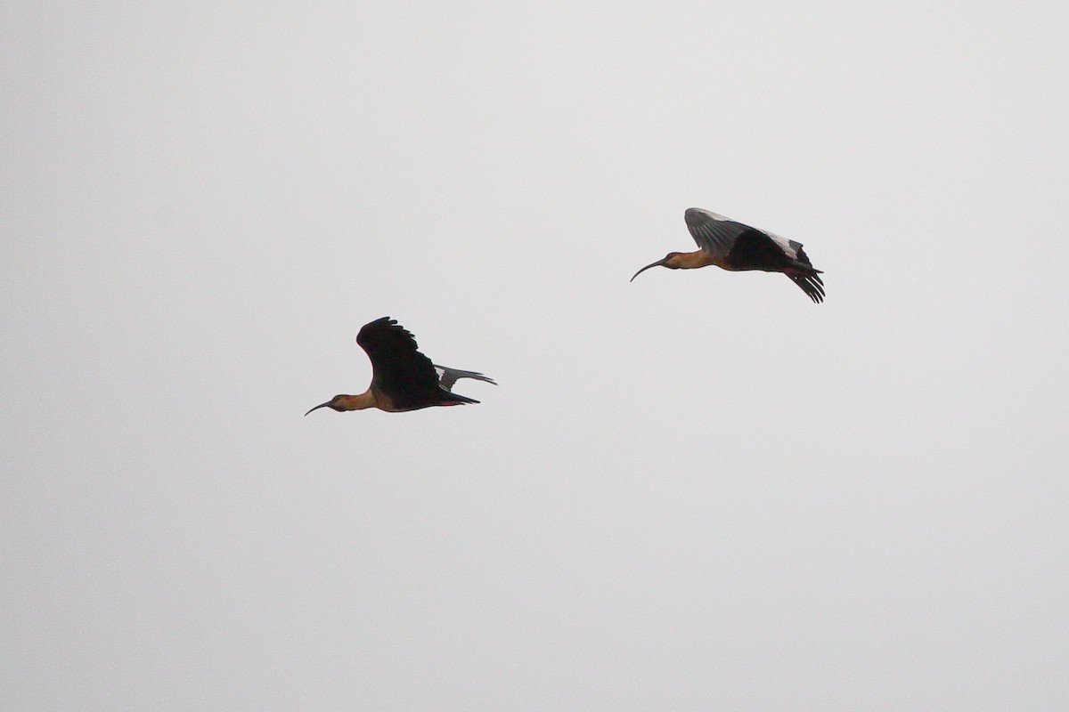 İbikli Sarıca Aynak - ML647155061